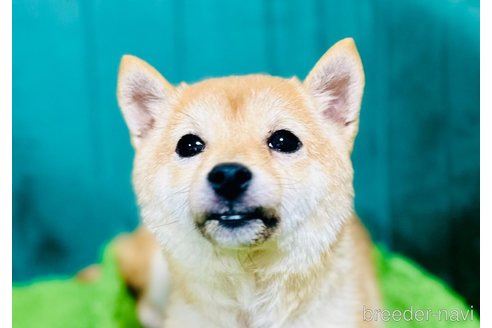 成約済の茨城県の豆柴-299347の3枚目