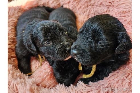 成約済の長野県のミックス犬-296512の1枚目