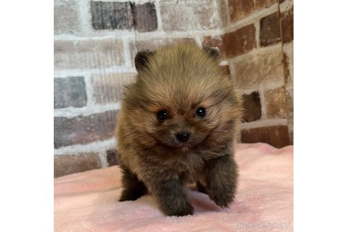 成約済の鹿児島県のポメラニアン-297955の5枚目