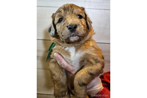 成約済の長野県のミックス犬-297240の10枚目