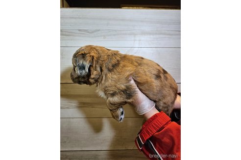 成約済の長野県のミックス犬-297240の9枚目