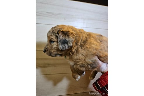 成約済の長野県のミックス犬-297240の8枚目