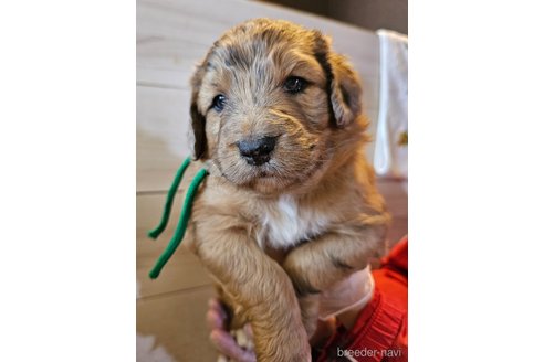 成約済の長野県のミックス犬-297240の7枚目
