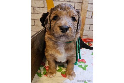 成約済の長野県のミックス犬-297240の4枚目