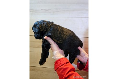成約済の長野県のミックス犬-296525の10枚目