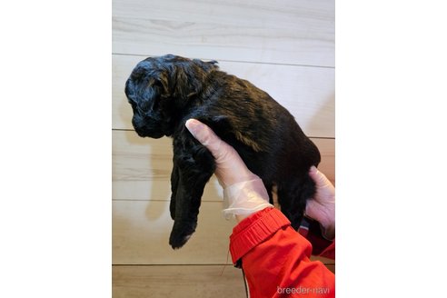 成約済の長野県のミックス犬-296525の9枚目