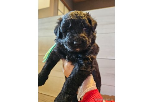 成約済の長野県のミックス犬-296525の8枚目