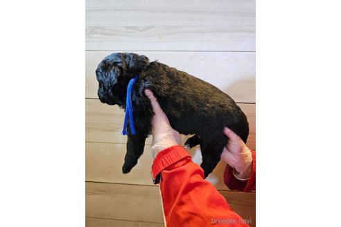 成約済の長野県のミックス犬-296525の4枚目