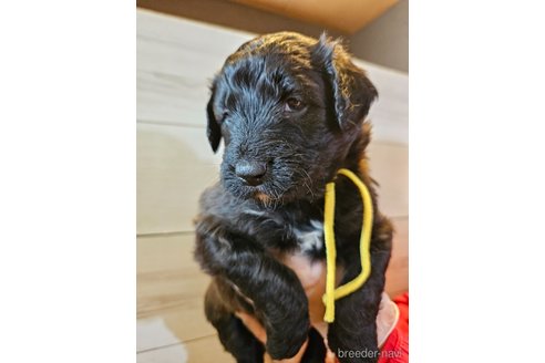 成約済の長野県のミックス犬-297075の10枚目