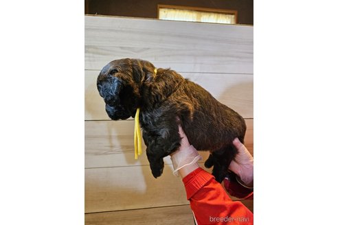 成約済の長野県のミックス犬-297075の7枚目