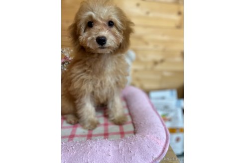 成約済の埼玉県のミックス犬-286396の10枚目