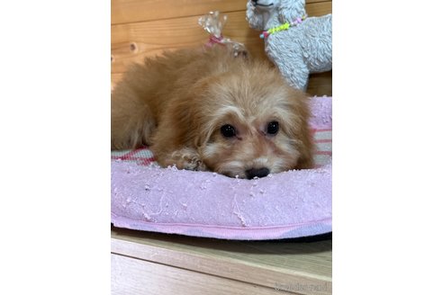 成約済の埼玉県のミックス犬-286396の8枚目