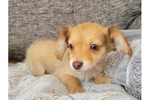 成約済の神奈川県のチワックス:チワワ×ミニチュアダックスフンド-293670の5枚目