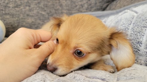成約済の神奈川県のチワックス:チワワ×ミニチュアダックスフンド-293670の1枚目