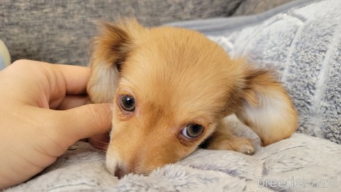 成約済の神奈川県のチワックス:チワワ×ミニチュアダックスフンド-293670の4枚目