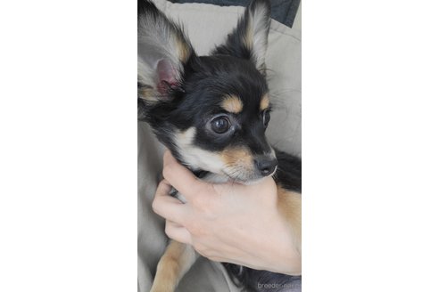成約済の神奈川県のミックス犬-298203の15枚目