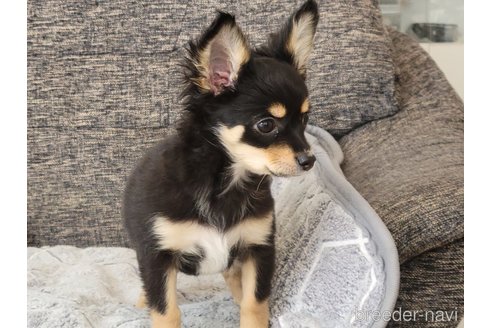 成約済の神奈川県のミックス犬-298203の14枚目