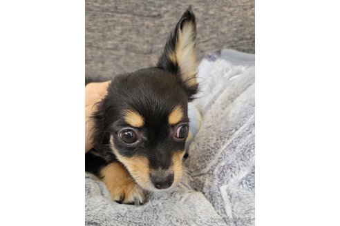 成約済の神奈川県のミックス犬-298203の12枚目