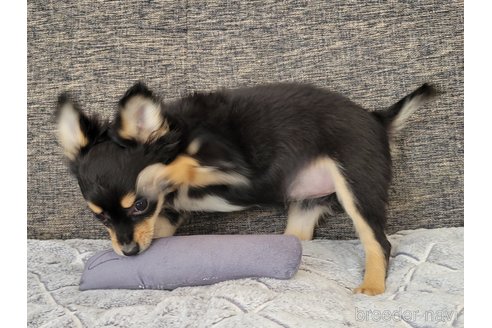 成約済の神奈川県のミックス犬-298203の13枚目