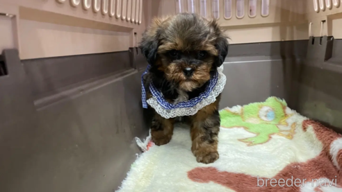 成約済の愛媛県のミックス犬-291313の2枚目