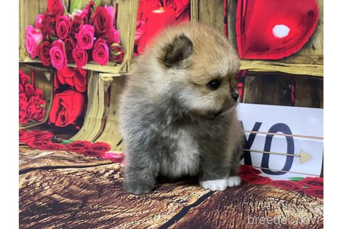 成約済の埼玉県のポメラニアン-298395の6枚目