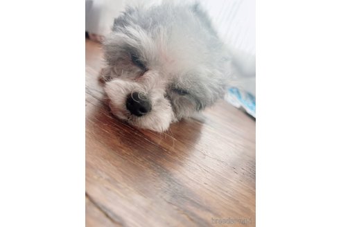 クイーンちゃん1枚目