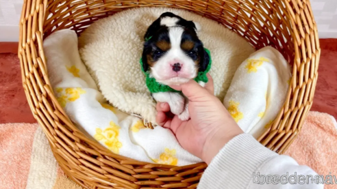 成約済の埼玉県のその他の犬種-297542の1枚目