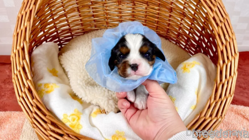 成約済の埼玉県のその他の犬種-297545の1枚目