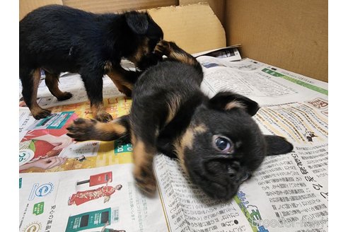 成約済の愛知県のプチブラバンソン-297547の3枚目