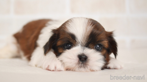 子犬