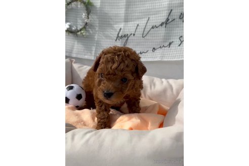 成約済の福岡県のトイプードル-299543の3枚目