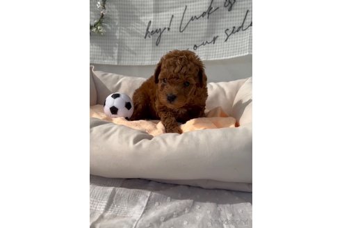 成約済の福岡県のトイプードル-299543の4枚目