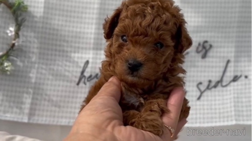 成約済の福岡県のトイプードル-299543の1枚目