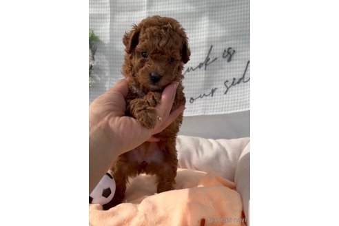 成約済の福岡県のトイプードル-299543の2枚目