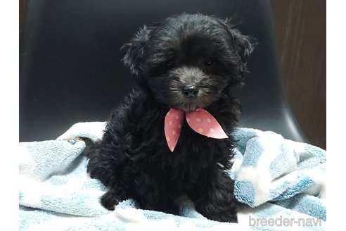 成約済の北海道のミックス犬-292241の8枚目