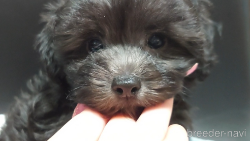成約済の北海道のミックス犬-292241の7枚目