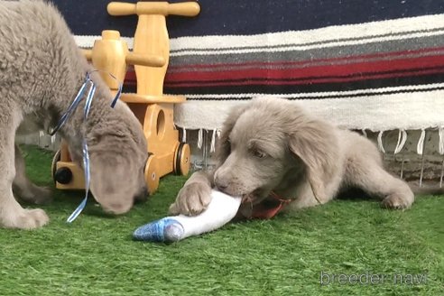 成約済の静岡県のワイマラナー-293089の10枚目