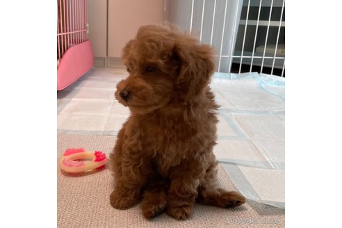 成約済の長野県のトイプードル-298002の24枚目
