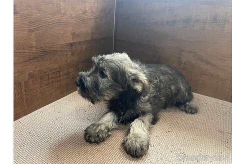 成約済の東京都のミニチュアシュナウザー-299557の2枚目