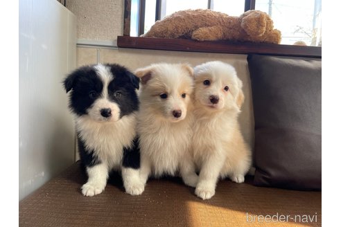 成約済の東京都のボーダーコリー-295072の4枚目