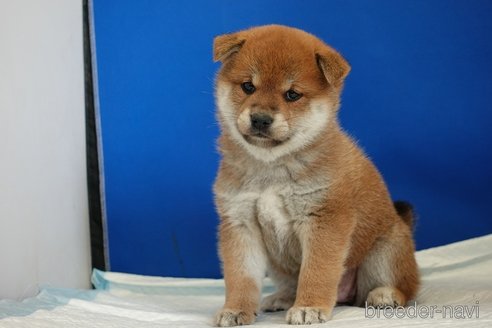 成約済の愛知県の柴犬-297829の4枚目