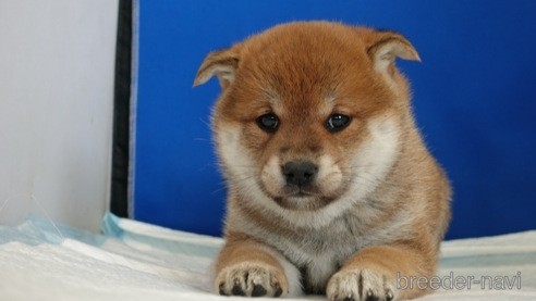 成約済の愛知県の柴犬-297829