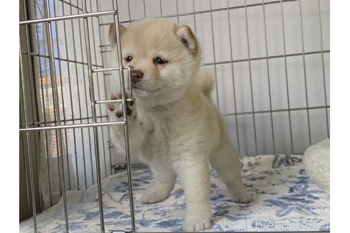 成約済の岡山県の豆柴-297716の4枚目