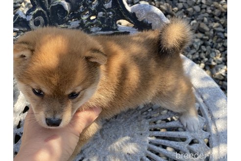 成約済の岡山県の豆柴-297714の4枚目