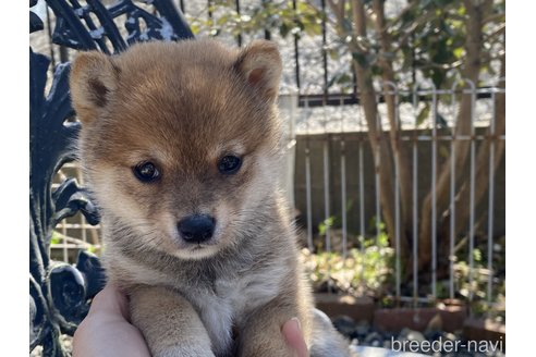 成約済の岡山県の豆柴-297714の3枚目