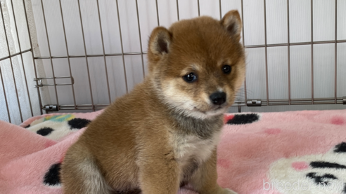 成約済の岡山県の豆柴-297714の1枚目