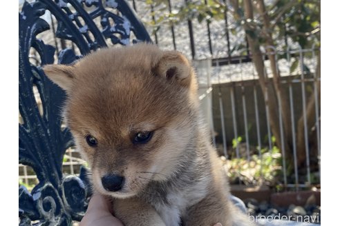 成約済の岡山県の豆柴-297714の2枚目