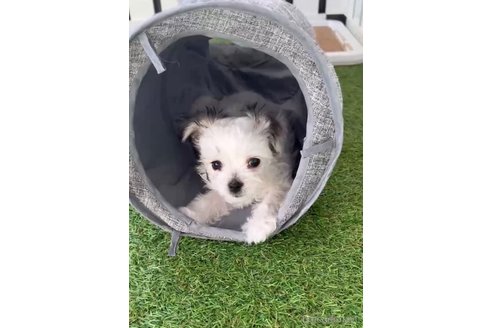 成約済の福岡県のチワマル:チワワ×マルチーズ-290892の9枚目