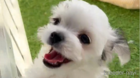 成約済の福岡県のチワマル:チワワ×マルチーズ-290892の8枚目