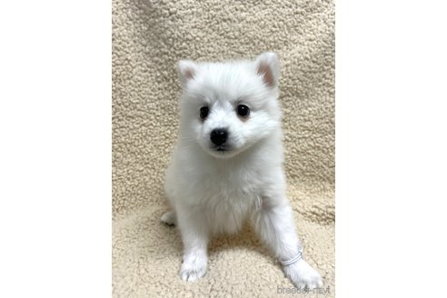 成約済の千葉県の日本スピッツ-293703の3枚目